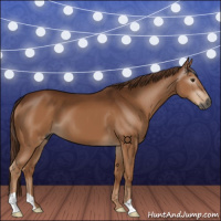 Horse Color:Gray Chestnut 