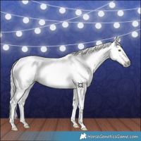 Horse Color:Gray Buckskin 