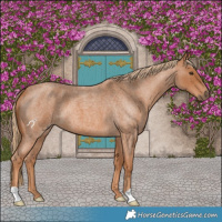 Horse Color:Red Roan 