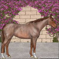 Horse Color:Red Roan