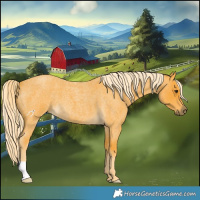 Horse Color:Palomino Roan 