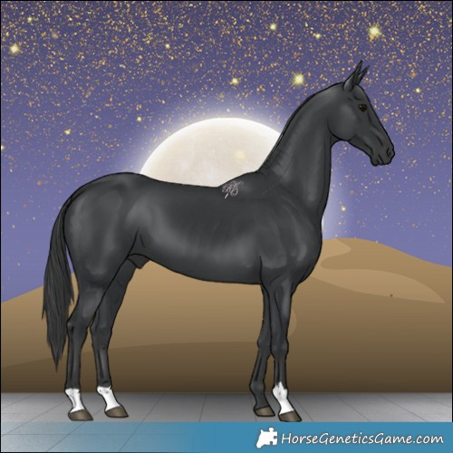 Horse Color:Black 