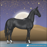 Horse Color:Black 