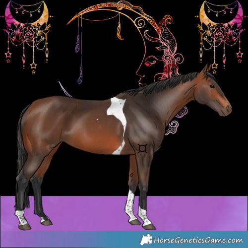 Horse Color:Bay Tobiano