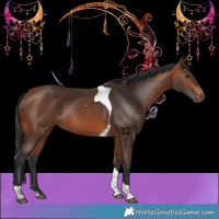 Horse Color:Bay Tobiano 