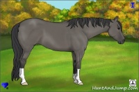 Horse Color:Grullo