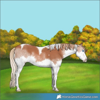 Horse Color:Chestnut Splash Tobiano