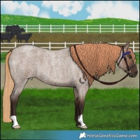 Horse Color:Liver Red Dun Roan 