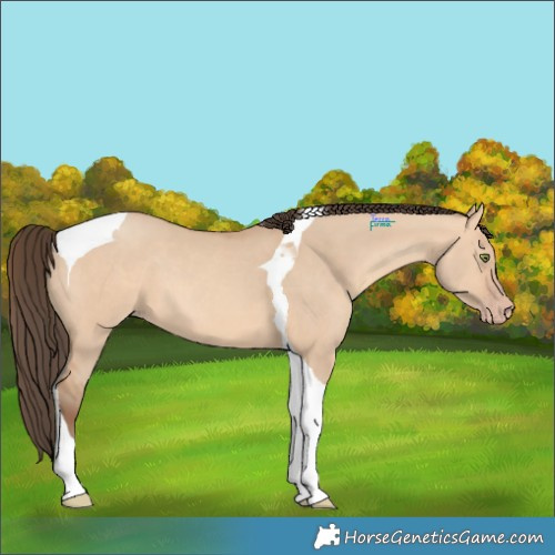 Horse Color:Amber Champagne Dun Tobiano