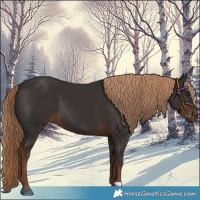Horse Color:Liver Chestnut