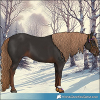Horse Color:Liver Chestnut 