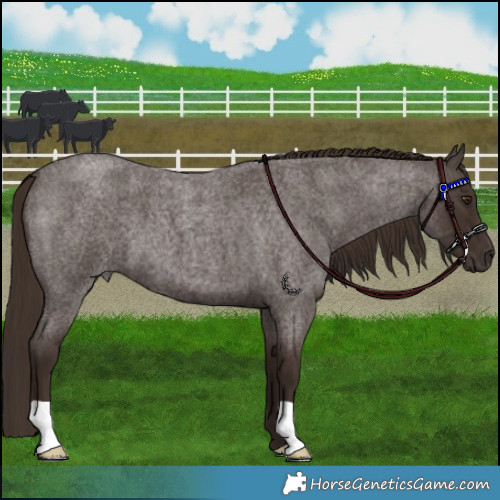 Horse Color:Liver Red Roan