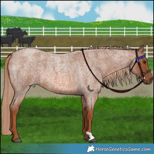 Horse Color:Red Roan