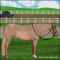 Horse Color:Red Roan 