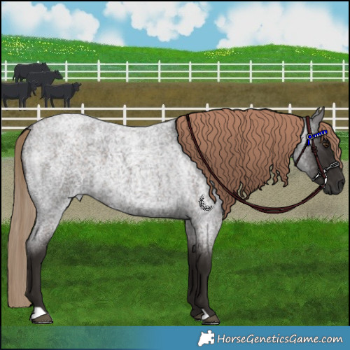 Horse Color:Liver Red Roan