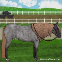 Horse Color:Liver Red Roan