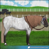 Horse Color:Liver Red Roan 