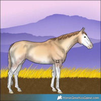 Horse Color:Gold Champagne Onyx Splash 