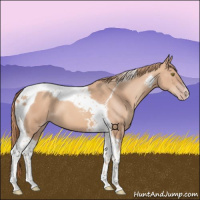 Horse Color:Gold Champagne Tobiano 