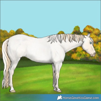 Horse Color:Buckskin Roan Pearl  and Cremello Roan 
