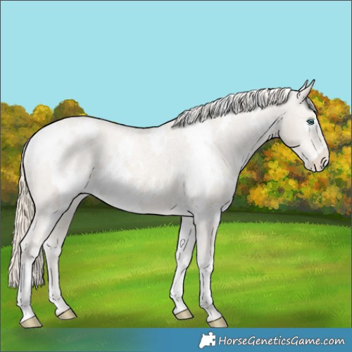 Horse Color:White Spotted Smoky Creme Appaloosa 