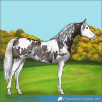 Horse Color:White Spotted Liver Chestnut Mushroom Splash Rabicano