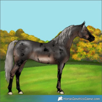 Horse Color:Void Liver Chestnut Mushroom Sabino