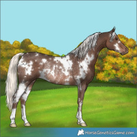 Horse Color:White Spotted Liver Chestnut Mushroom Rabicano 