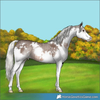 Horse Color:White Spotted Liver Chestnut Mushroom Splash Rabicano 