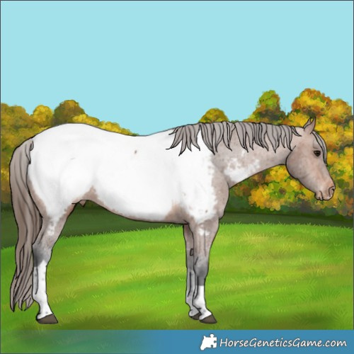 Horse Color:Bay Tobiano Appaloosa 