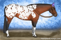 Horse Color:Brown Tobiano Appaloosa 