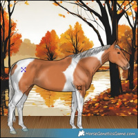 Horse Color:Silver Bay Tobiano