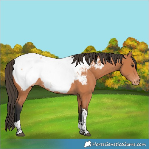 Horse Color:Bay Tobiano Appaloosa 