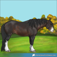 Horse Color:Brown Sabino