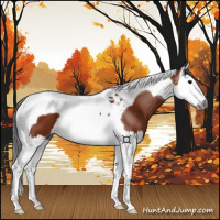 Horse Color:Gray Bay Splash Tobiano 