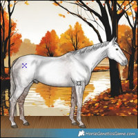 Horse Color:Gray Chestnut Ice 