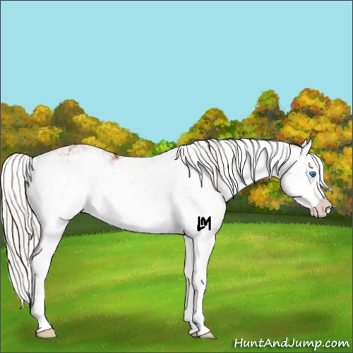 Horse Color:Silver Bay Sabino Splash