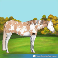 Horse Color:White Spotted Gold Champagne Splash 
