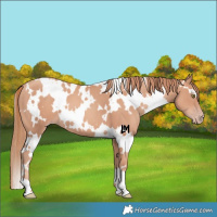 Horse Color:White Spotted Gold Champagne