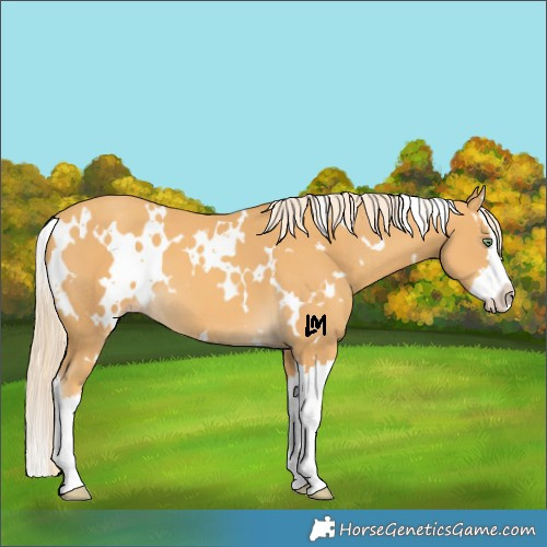 Horse Color:White Spotted Gold Cream Champagne Splash