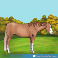 Horse Color:Gold Champagne Splash