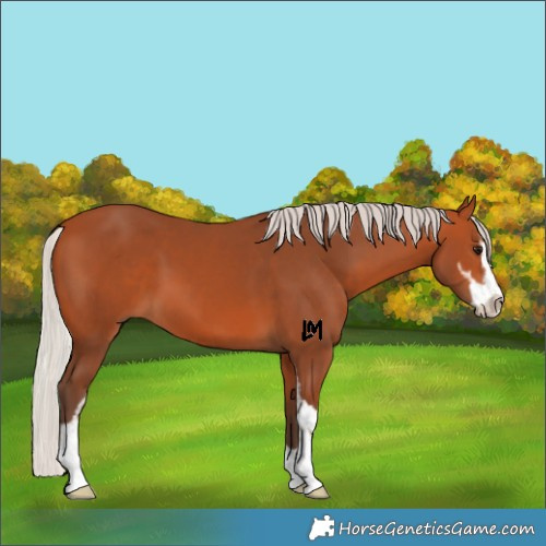 Horse Color:Silver Bay Sabino
