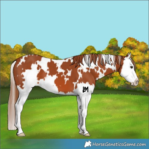 Horse Color:White Spotted Chestnut Splash