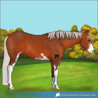 Horse Color:Silver Bay Sabino
