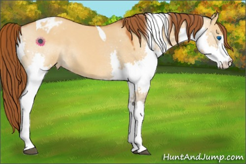 Horse Color:Buckskin Dun Splash Tobiano Appaloosa 