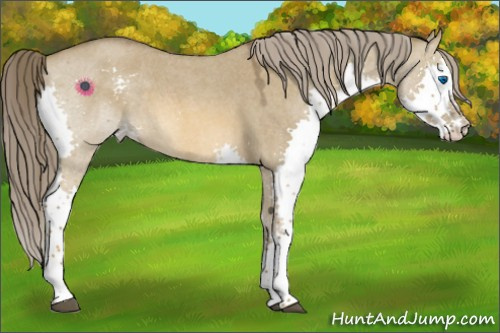 Horse Color:Unknown 