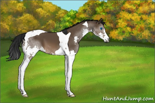 Horse Color:Gray Brown Dun Splash Tobiano 