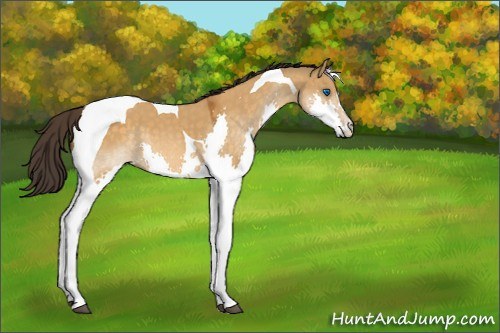 Horse Color:Unknown 