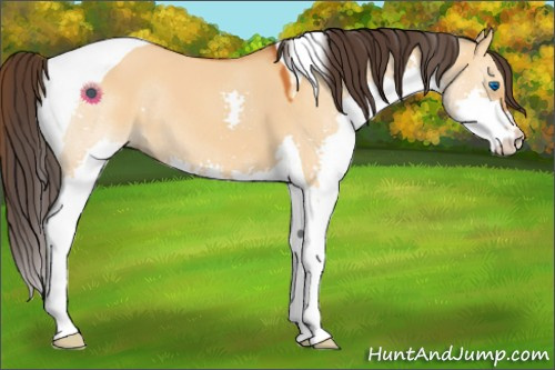 Horse Color:Buckskin Dun Splash Tobiano 