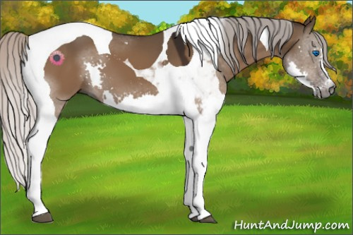 Horse Color:Gray Silver Brown Dun Splash Tobiano 